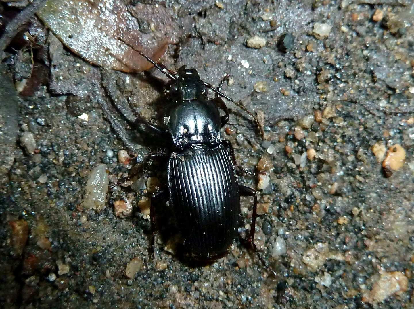 Carabidae da id.: Pterostichus micans